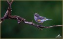 Yellow-rumped Warbler
