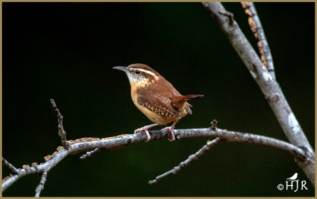 Carolina Wren