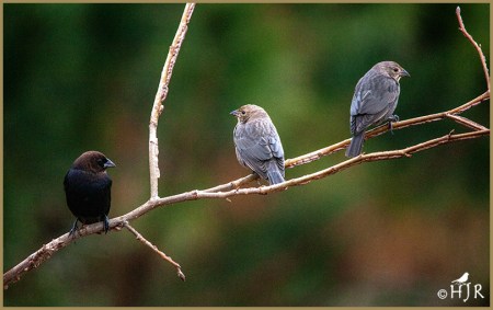 Brown-headed Cowbirds