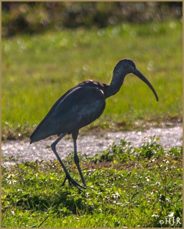 Glossy Ibis