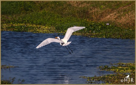Great Egret
