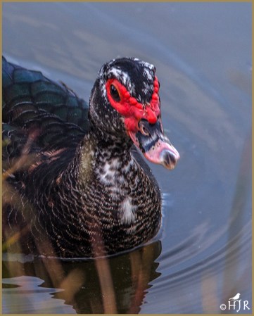 Muscovy Duck
