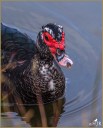 Muscovy Duck