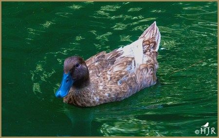 Ruddy Duck