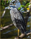 Yellow-crowned Night Heron