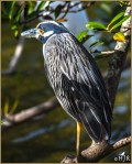 Set#229-a – Yellow-crowned Night&nbsp;Heron