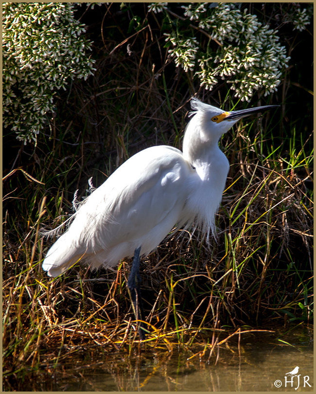 Snowy Egret