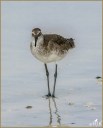 Willet