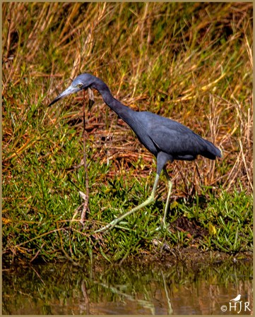 Little Blue Heron