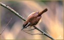 Carolina Wren
