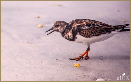 Ruddy Turnstone