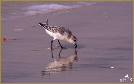 Sanderling
