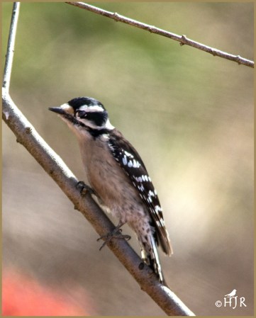 Downy Woodpecker