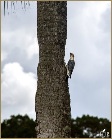 Red-bellied Woodpecker