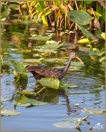 Limpkin