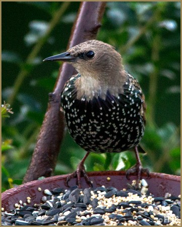 European Starling