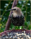 European Starling
