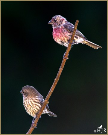 House Finches &nbsp;(M & F)