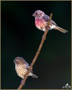 House Finches  (M & F)