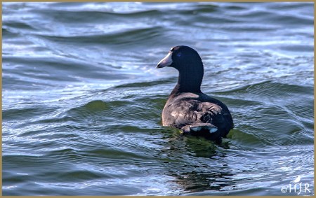 American Coot
