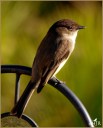 Eastern Phoebe