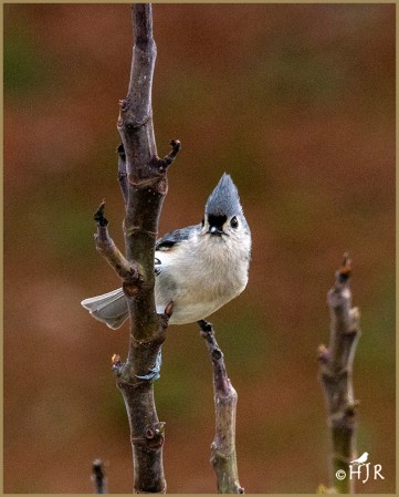 Tufted Titmouse