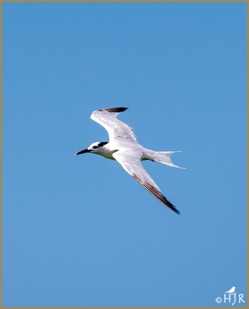 Royal Tern