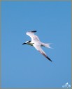 Royal Tern