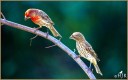 House Finches