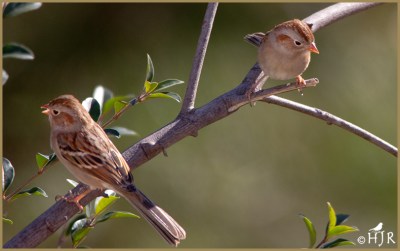 Field Sparrows
