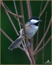Carolina Chickadee
