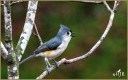 Tufted Titmouse