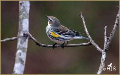 Yellow-rumped Warbler