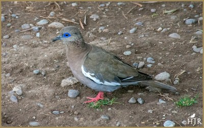 West Peruvian Dove