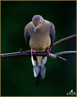 Mourning Dove