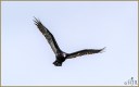 Turkey Vulture