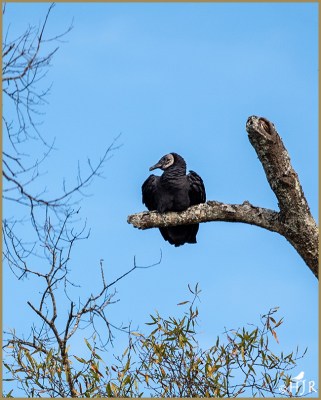 Black Vulture