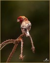 House Finch (M)