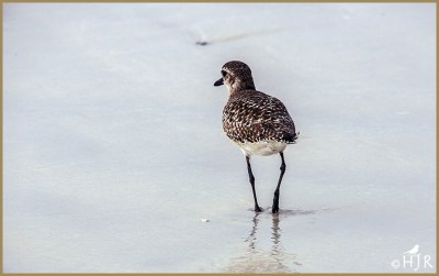 Black-bellied Plover