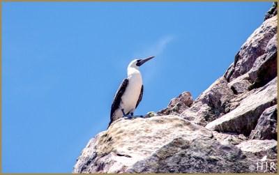 Peruvian Booby