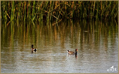 Common Moorhen