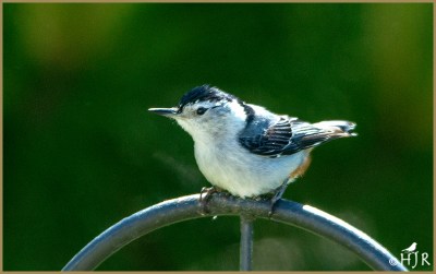 White-breasted Nuthatch