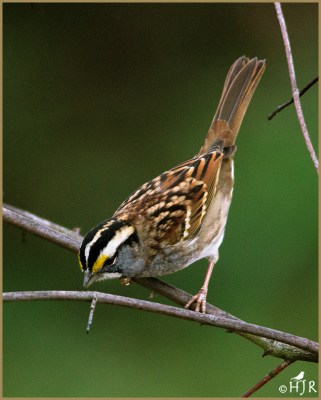 White-throated Sparrow