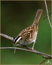 White-throated Sparrow