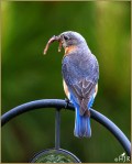 Set#256-a – Eastern&nbsp;Bluebirds