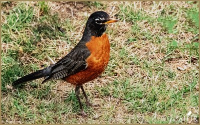 American Robin