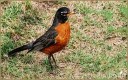 American Robin
