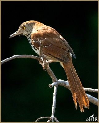 Brown Thrasher