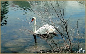 Mute Swan