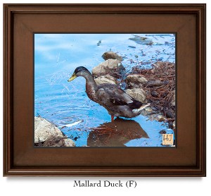 Mallard Duck (F)